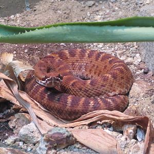 Del Nido Ridge-nosed Rattlesnake