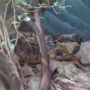 Black-headed Bushmaster
