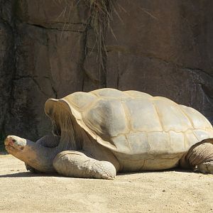 Galapagos Giant Tortoise