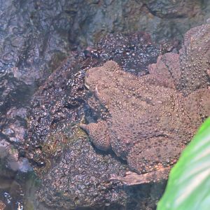Borneo Eared Frog