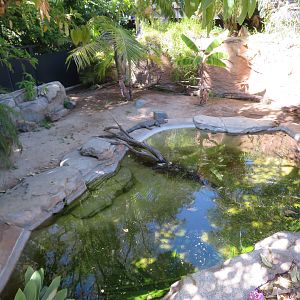 Chinese Alligator Exhibit