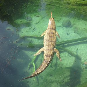 Indian Gharial