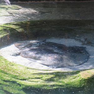 Indian Narrow-headed Softshell Turtle