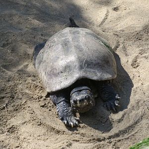 Black Pond Turtle