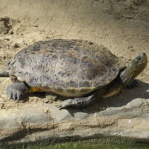 Chinese Stripe-necked Turtle