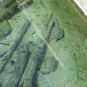 Turtle ID (San Diego Zoo)