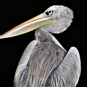 Pink-backed Pelican (Pelecanus rufescens)