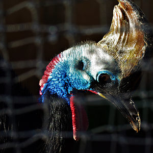 Southern Cassowary (Casuaris casuaris)
