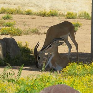 Hoofstock ID (SDZSP)