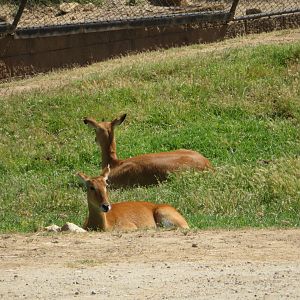 Hoofstock ID (SDZSP)