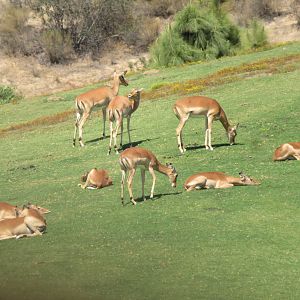 Hoofstock ID (SDZSP)