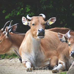 Banteng