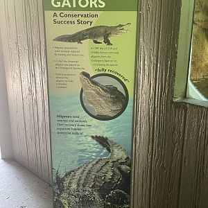 American Alligator Signage