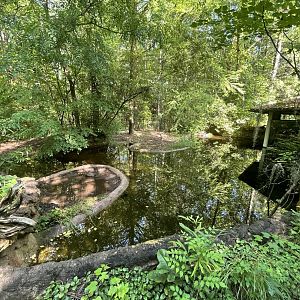 American Alligator Enclosure