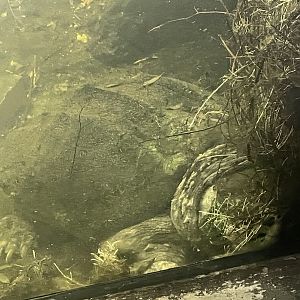 Alligator Snapping Turtle