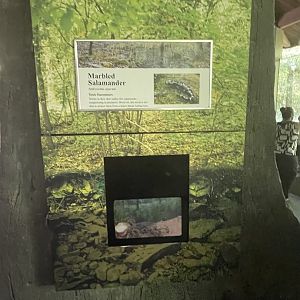 Marbled Salamander Terrarium