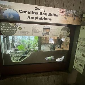 Carolina Sandhills Anphibians