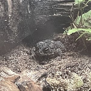 Carolina Gopher Frog
