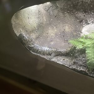 Eastern Tiger Salamander