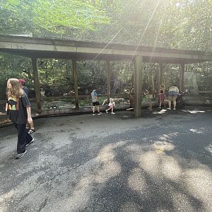 Cougar Enclosure/Viewing