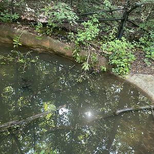 Alligator Snapping Turtle Pond