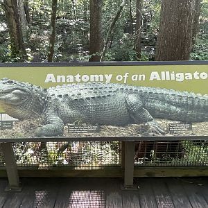 Anatomy of an Alligator Sign