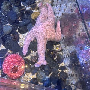 Jun. 2023- Pink sea star and Strawberry anemone