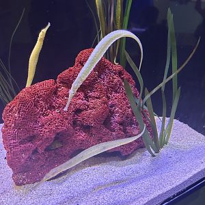 Jun. 2023- Alligator pipefish