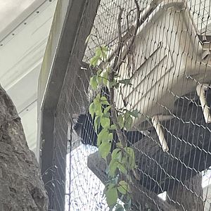 North American Porcupine