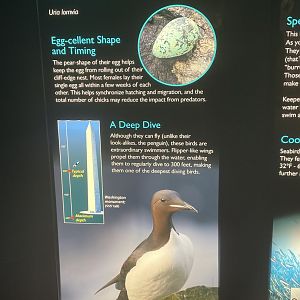 Thick-Billed Murre Signage