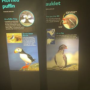 Horned Puffin and Parakeet Auklet Signage