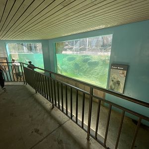 Underwater Polar Bear Viewing