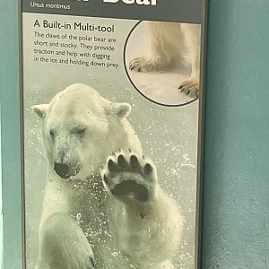 Polar Bear Signage