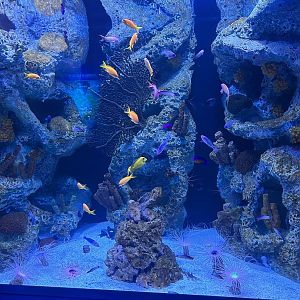 Jun. 2023- Extreme Reef tank