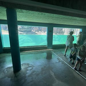 2nd Underwater Viewing For Polar Bears