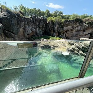 Upper Vantage Point of 1st Polar Bear Enclosure (No Show)