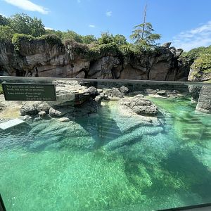 Upper Vantage Point of 1st Polar Bear Enclosure (No Show)