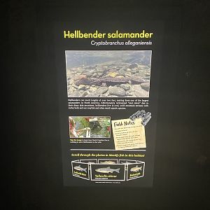 Hellbender Signage