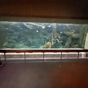 Streamside Tank with Multiple Species