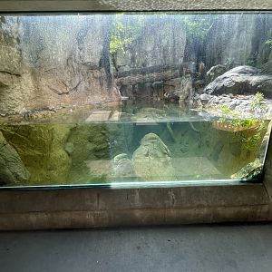 North American River Otter Underwater Viewing