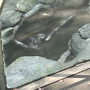 North American River Otter