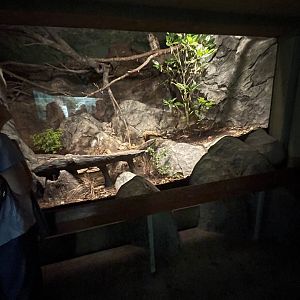 Barred Owl Enclosure