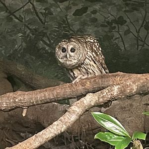 Barred Owl