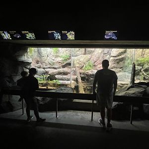 Continued Row of Reptile Enclosures