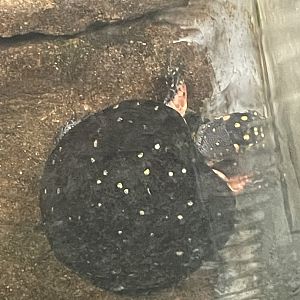 Yellow Spotted Turtle