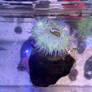 Jun. 2023- Giant green anemone