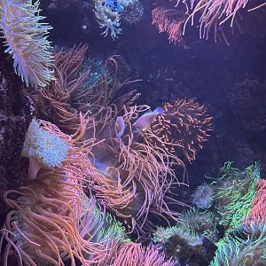Jun. 2023- Pink skunk clownfish and anemones