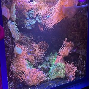 Jun. 2023- Anemone and Clownfish tank