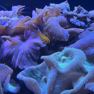 Jun. 2023- Clown goby and corals