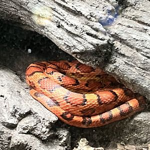 Cornsnake
